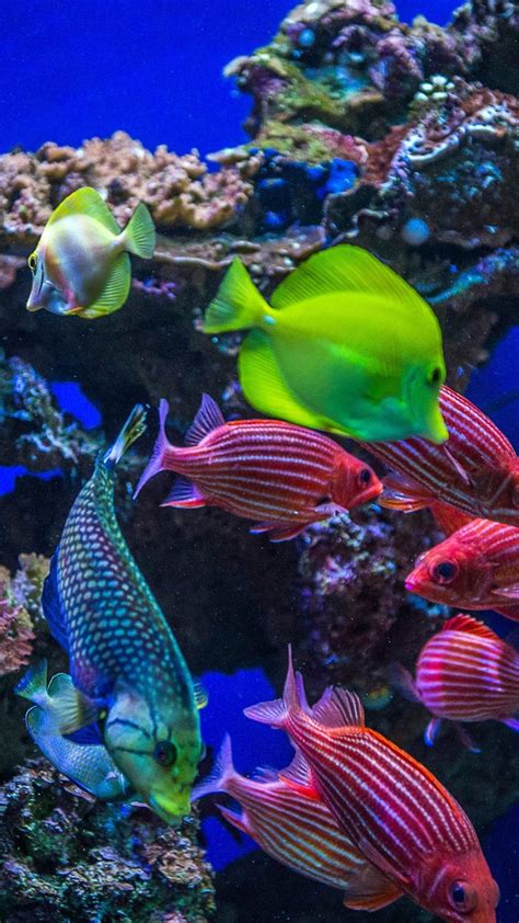 Underwater View Of Colorful Tropical Coral Reef Fish Maui