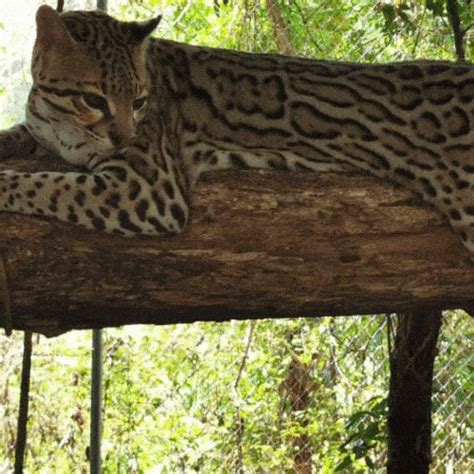 Conap Liberará A 70 Animales Silvestres En El Parque Nacional Yaxhá