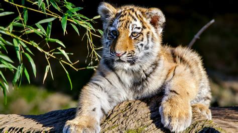Baby Amur Tiger Hd Animals Wallpapers Hd Wallpapers Id 49356
