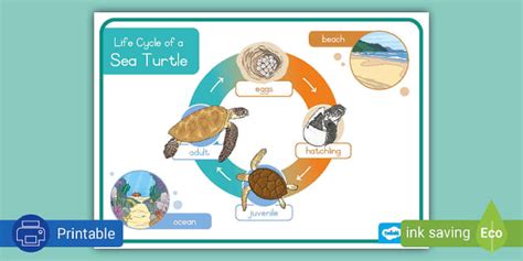 Sea Turtle Life Cycle Poster South Africa Twinkl