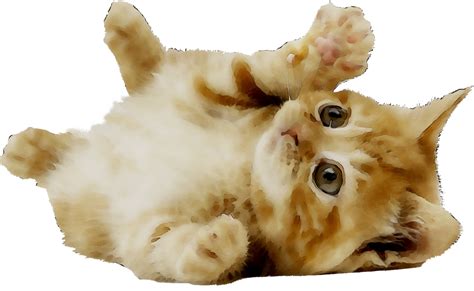 Kitten Cat Puppy Dog Image Png Download 18541139 Free
