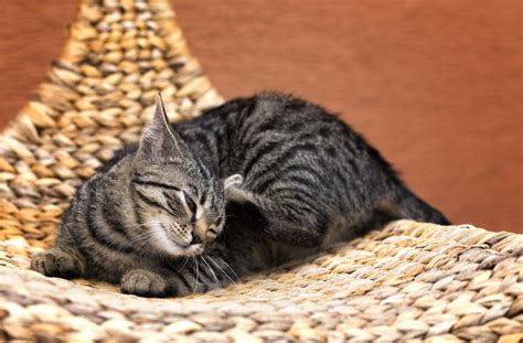 8 Common Ear Problems In Cats Petmd