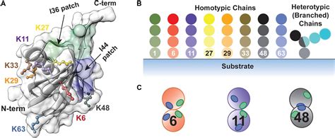 Frontiers Enzymatic Logic Of Ubiquitin Chain Assembly