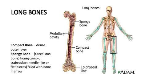 Compact Bone Diagram : Spongy Bone Vs Compact Bone Quizlet : To know