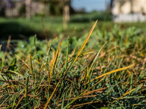 14 Reasons Why Grass Is Turning Yellow