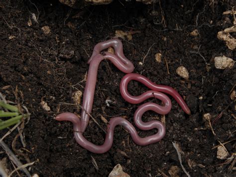 Lesson Earthworm Invasion Part 12 Betterlesson