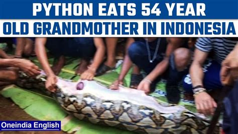 Massive Python Eats Elderly Woman In Indonesia Pics Of The Snake Go
