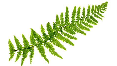 The Meaning And Symbolism Of The Word Fern
