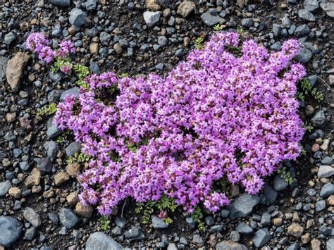 Creeping Thyme Plant Care How To Plant Creeping Thyme Ground Cover