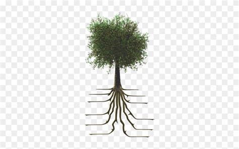 Tree With Roots Tree Growing  Animation Free Transparent Png
