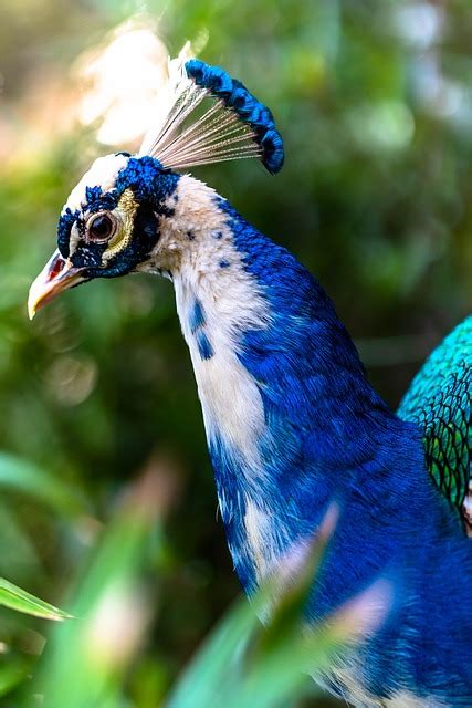 Peacock Colorful Bird Free Photo On Pixabay Pixabay