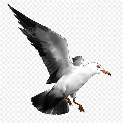 Flying Seagulls Clipart Png Vector Psd And Clipart With Transparent