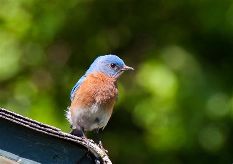 Eastern Bluebird Sialia Sialis View Large Josh Beasley Flickr