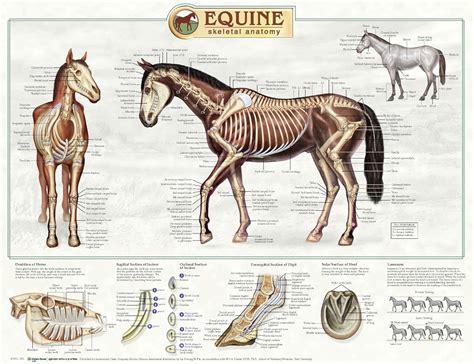 Bones Horse Horse Anatomy Horses Anatomy