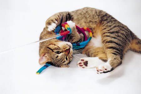 The included command® strips will not mar your. Best Cat Dancer from Interactive Cat Toys