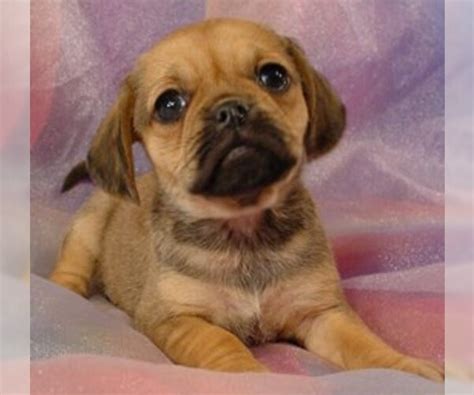 Puggle Breed Information And Pictures On