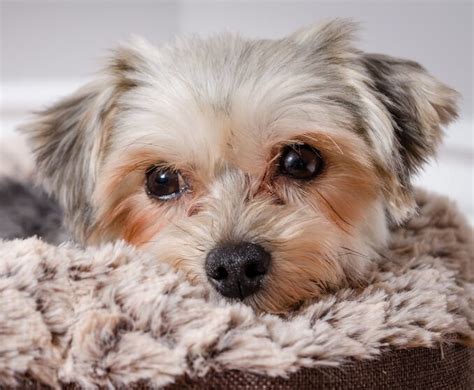 Yorkie Maltese Toy Poodle Mix Wow Blog