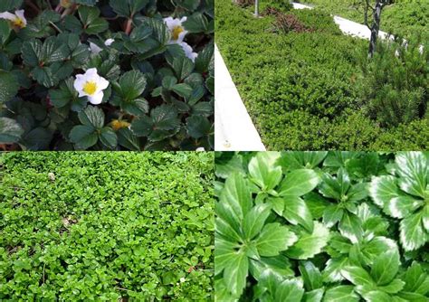 Best Plants And Erosion Controls For Slopes And Hillsides