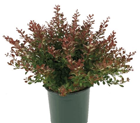 Plant Spotlight Worryfree Crimson Cutie Barberry Grown By Overdevest