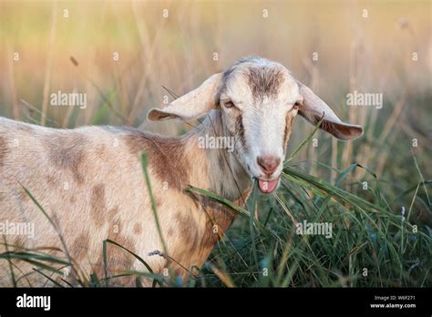 Brown Goat Eats Green Grass Stock Photo Alamy