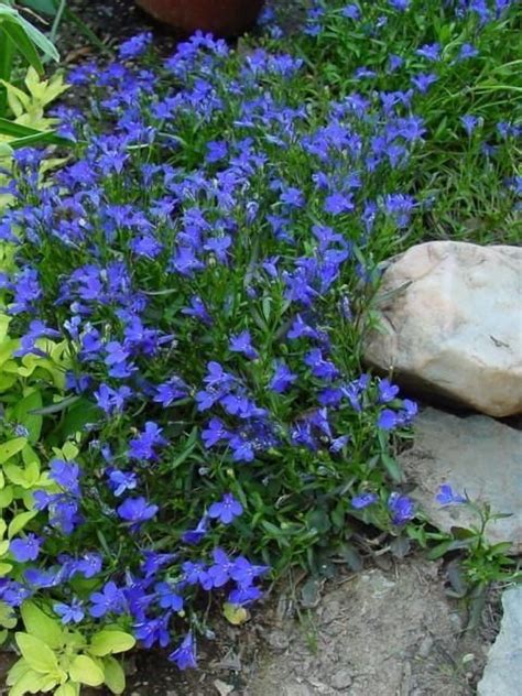 The following vines for shade will do a great job covering unattractive areas like fences and walls that are unsightly. PlantFiles Pictures: Edging Lobelia, Annual Lobelia ...