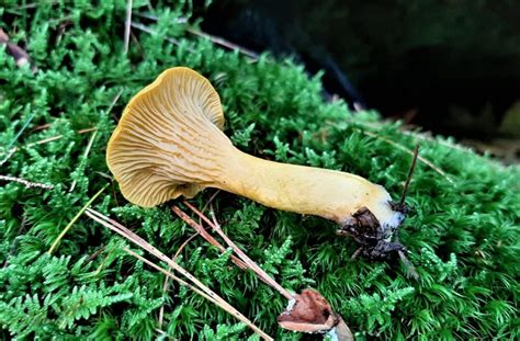 Chanterelle Mushrooms Identification Foraging And Look Alikes