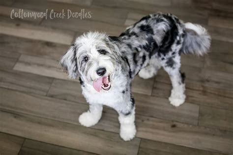 Cottonwood Creek Doodles Aussiedoodles And Bernedoodles Blue Merle