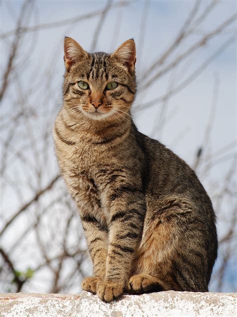 Black hair can be combined with a sewing kit to make sewing kit (hair) on use. Tabby cat - Wikipedia