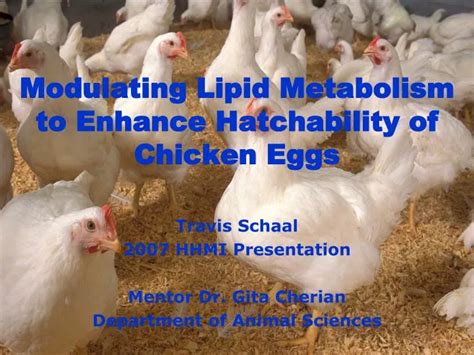 Ppt Modulating Lipid Metabolism To Enhance Hatchability Of Chicken