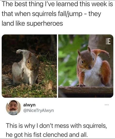 Fucking Squirrels Rickandmorty