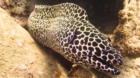 Amazing Eels · Aussie Divers Phuket