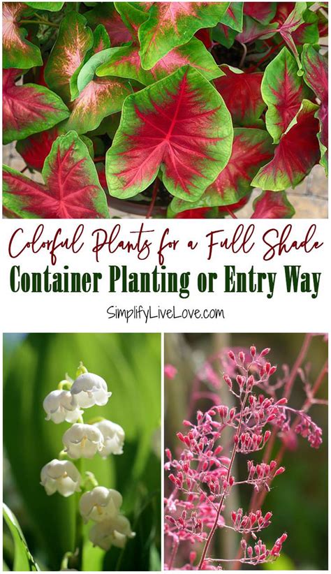 Colorful Potted Plants For Shade Loving Containers And Shady