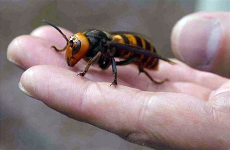 The Giant Japanese Hornet Is An Intense Killer Machine