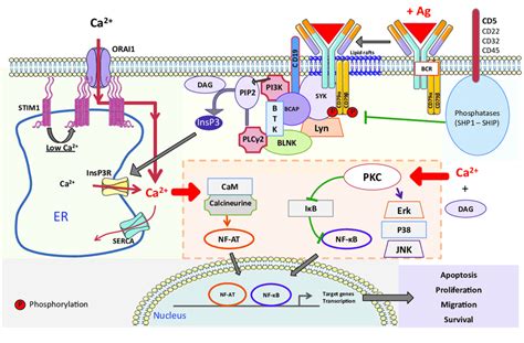 The B Cell Receptor Bcr Signaling Pathway In Normal B Cells Induces