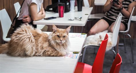 The Best Cat Cafes In Taipei The Birthplace Of Cat Cafe Culture