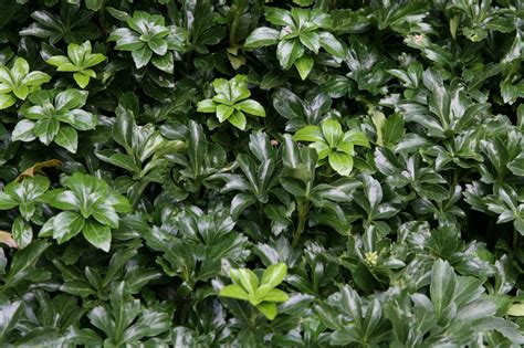17 Evergreen Ground Cover Options For Year Round Color In The Garden