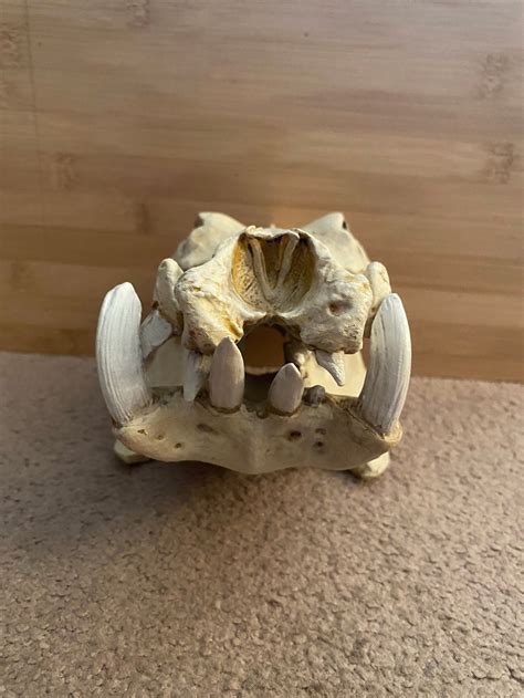Hippopotamus Skull Replica 15 Scale Etsy