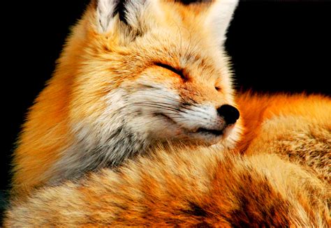 Fox Wallpaper And Background Image 1600x1107 Id268534