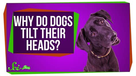 Why Do Dogs Tilt Their Heads Youtube