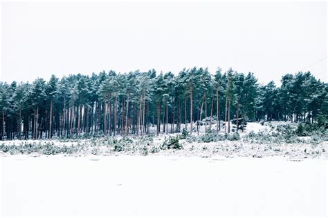 fotos gratis árbol bosque césped desierto rama montaña nieve invierno escarcha clima