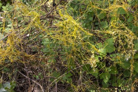 Cuscuta Dodder Parasitic Plant Wild Invasive Creeper Plant Stock