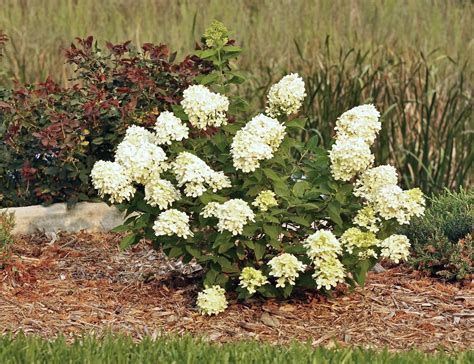 The term is derived from the words costard (a medieval variety of apple) and monger (seller), and later came to be used to describe hawkers in general. The 'Limelight' Hydrangea! | 'Limelight' Hardy Hydrangea ...