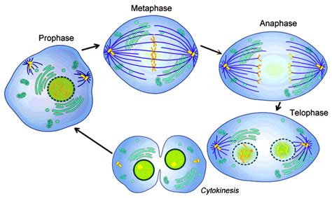 Stages Of Mitosis Qs Study
