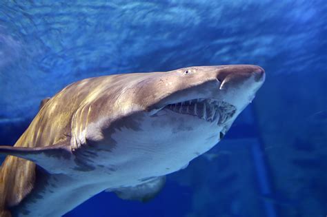 It will be published if it complies with the content rules and our moderators approve it. Shark Week 2019: Bull Sharks Worse Than Great Whites ...