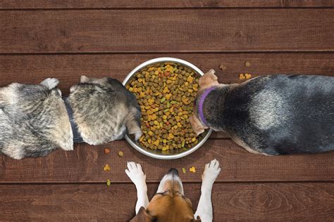 Shop and save on over 70 nutritious dog food brands for dogs and puppies. Pet Food Processing to unveil new website | 2018-10-23 ...