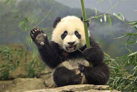 Фото на аву панда фото и картинки панда скачать изображения на