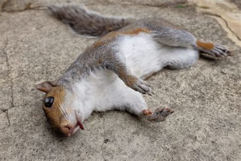 What To Do If You Find An Injured Squirrel Can You Touch This Untamed