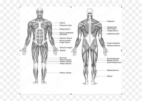 Related to the function of movement is the muscular system's second function: Picture - Basic Muscle Diagram Labeled, HD Png Download - vhv