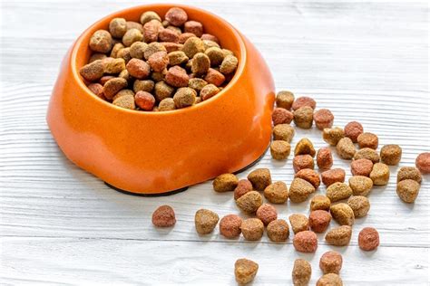 Every time the cat has a chance he's munching down. Can Ferrets Eat Dog Food? What You Need to Know! - Pet Keen