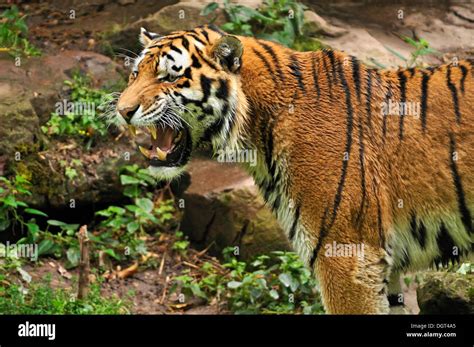 Siberian Tiger Panthera Tigris Altaica Baring Its Teeth Nuremberg